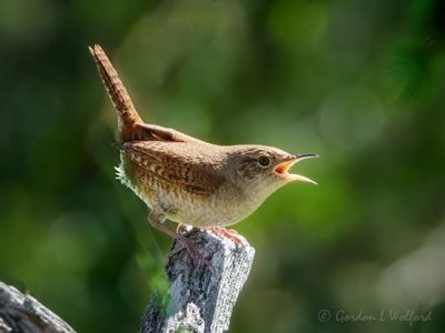 House Wren Calling DSCN64727