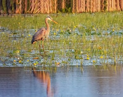 Great Blue Heron In The Swale DSCN65156