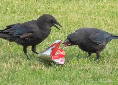 Crows Fighting Over Empty Doritos Bag DSCN65687
