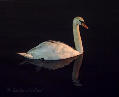 Mute Swan At Night 90D-00559
