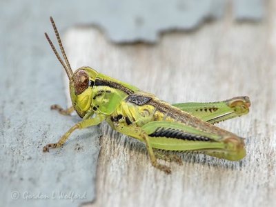 Green Grasshopper With Black Stripes DSCN66959