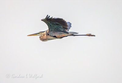 Great Blue Heron In Flight DSCN67474