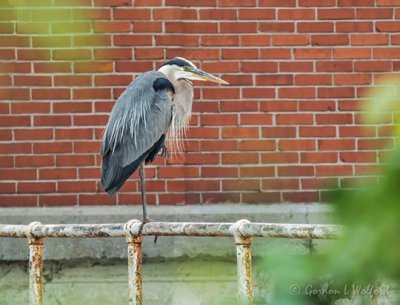 Heron On A Weir Railing P1030774