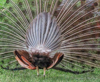 Displaying Peacock Rear 90D-00998