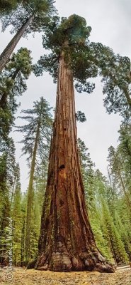 Giant Sequoia 22819-20
