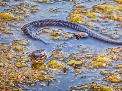 Snake In The Swale P1040540