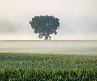 Lone Tree In Patchy Fog P1050101