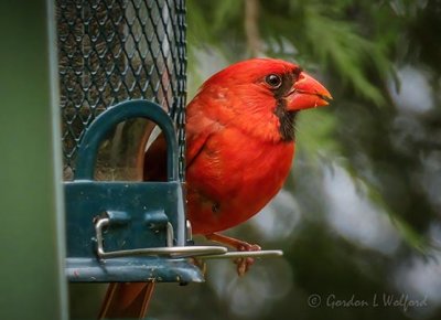 Male Cardinal On A Feeder P1050637