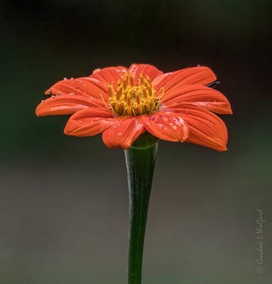 Wet Mexican Sunflower P1060235