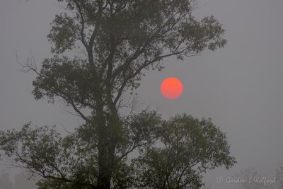 Red Sun Rising Through Fog 90D-02511