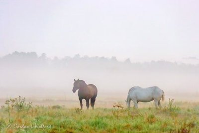 Ground Fog Beyond Horses 90D-02561