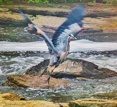 Great Blue Heron Taking Flight P1070482