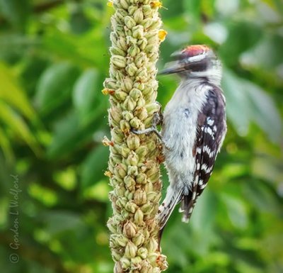 Downy Woodpecker Pecking P1060921