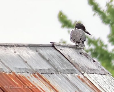 Belted Kingfisher On A Tin Roof P1080093