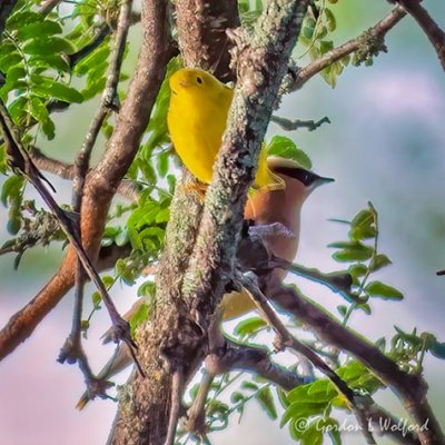 Yellow Warbler & Cedar Waxwing P1080184