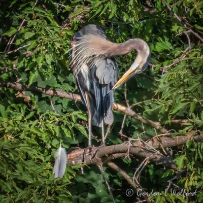 Heron Preening In The Bush P1080216