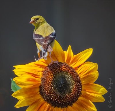 Female Goldfinch On A Sunflower P1080665