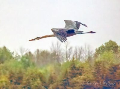 Great Blue Heron In Flight P1080688