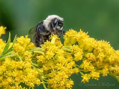 Bumble Bee On Goldenrod P1080919 (crop)