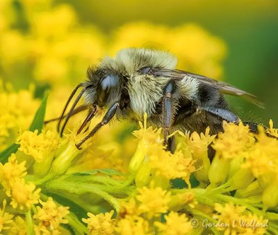 Bumble Bee On Goldenrod Closeup P1080949