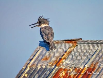 Kingfisher Panting On A Tin Roof DSCN68414