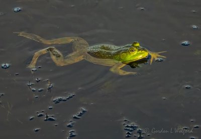 Swimming Bullfrog DSCN68477