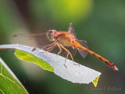 Brown Dragonfly On A Leaf DSCN68558