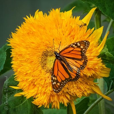 Monarch & Bug On A Yellow Flower DSCN68801