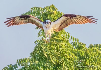 Osprey Landing In A Tree DSCN68741