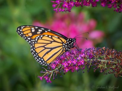 Monarch Butterfly On A Purple Flower DSCN69502