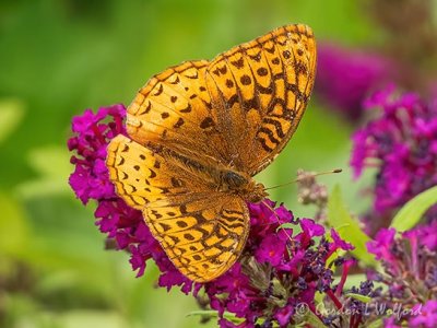 Orange Butterfly On A Purple Flower DSCN69457