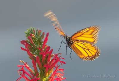Monarch Butterfly Flying DSCN69637