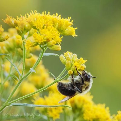 Bumble Bee Sleeping Under Goldenrod DSCN70211