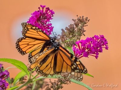 Two Monarchs Mating DSCN71327