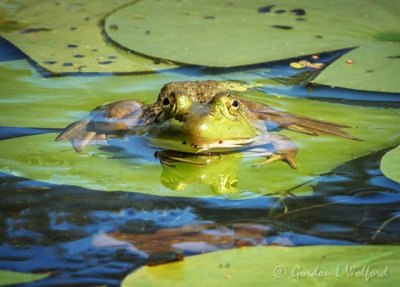 Bullfrog On A Lily Pad DSCN71416