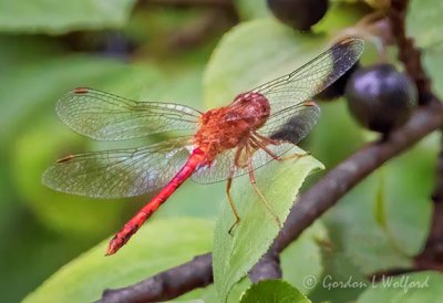 Red Dragonfly On A Leaf DSCN71609