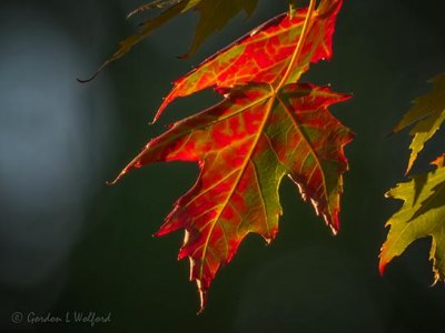 Backlit Mottled Autumn Maple Leaf DSCN73354