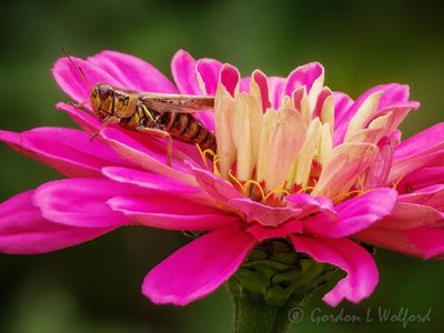 Grasshopper On A Pink Flower DSCN73542A