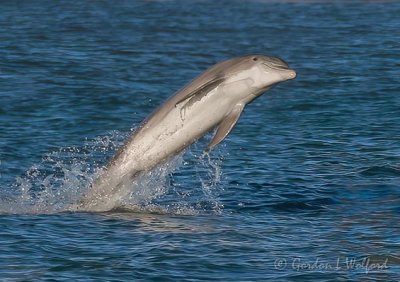 Breaching Dolphin 36164