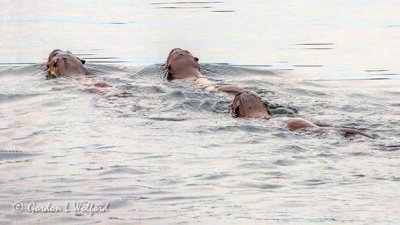 Three Otters Swimming Away DSCN73761