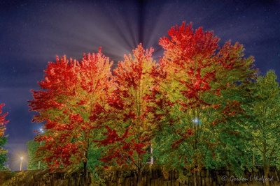 Autumn Trees At Night 90D06505-9