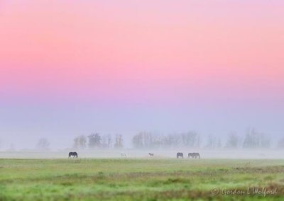 Distant Horses In Ground Fog At Sunrise 90D06628