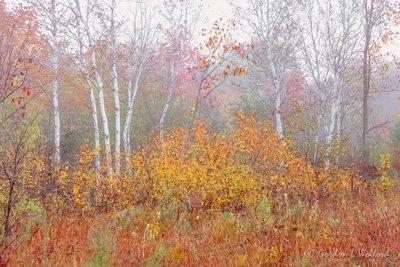 Birches On A Foggy Autumn Morning 90D07027