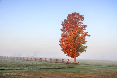 Fog Beyond Lone Autumn Tree 90D07119