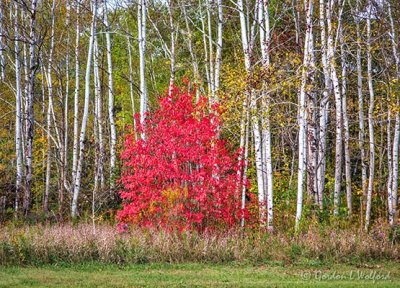 Birches Beyond Autumn Red Tree DSCN74037