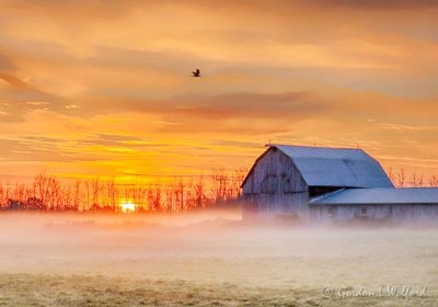 Crow Flying Over Barn In Ground Fog At Sunrise 0D07466-70