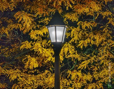 Autumn Park Lamp At Night 90D07522-30