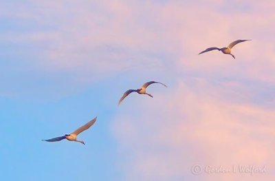 Three Trumpeter Swans In Golden Hour Flight DSCN75213