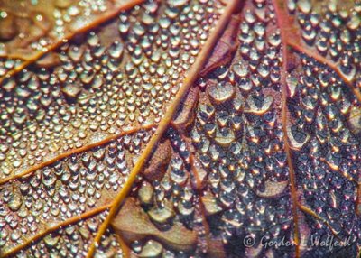 Dewdrops On A Autumn Leaf DSCN75354