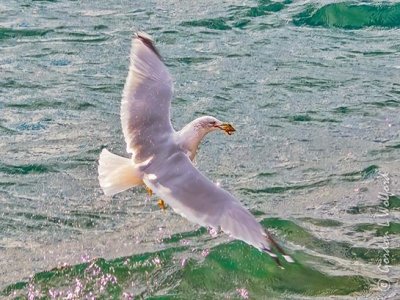Ring-billed Gull In Flight With A Catch DSCN86141